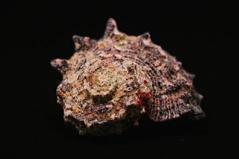 Seashell isolated in black background Stock Photos