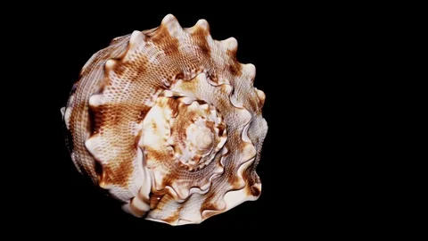 Seashell Isolated on Black Background, Warm Light – Close-up, Detail Stock Footage 86510979