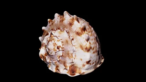 Seashell Isolated on Black Background, Warm Light – Close-up, Detail Stock Footage 86511067