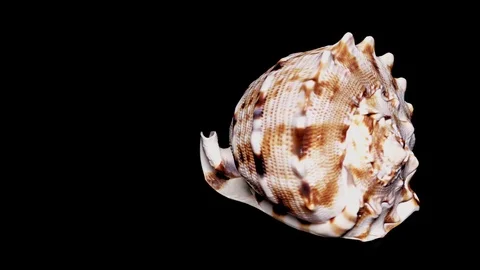 Seashell Isolated on Black Background, Warm Light – Close-up, Detail Stock Footage 86511127