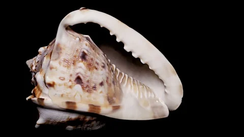 Seashell Isolated on Black Background, Warm Light – Close-up, Detail Stock Footage 86511142