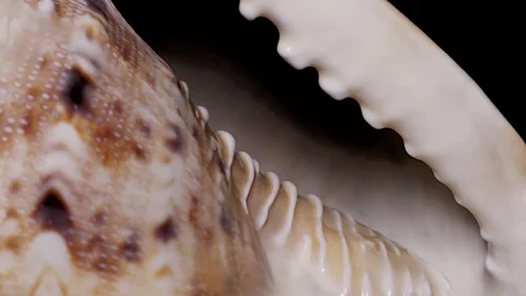 Seashell Isolated on Black Background, Warm Light – Close-up, Detail Stock Footage 86511205