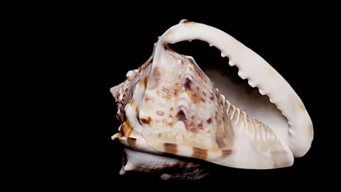 Seashell Isolated on Black Background, Warm Light – Close-up, Detail Stock Footage 86511281