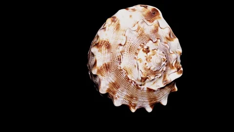 Seashell Isolated on Black Background, Warm Light – Close-up, Detail Stock Footage 86511285
