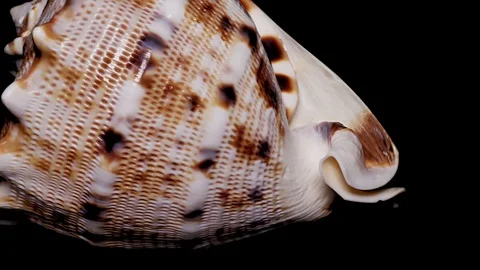 Seashell Isolated on Black Background, Warm Light – Close-up, Detail Stock Footage 86511446
