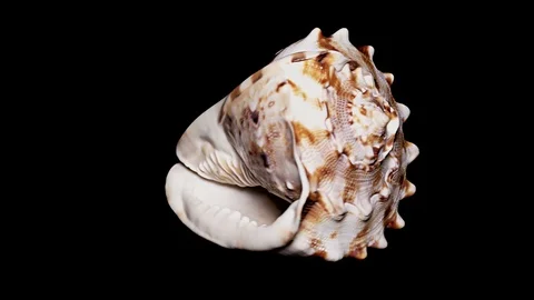 Seashell Isolated on Black Background, Warm Light – Close-up, Detail Stock Footage 86511616