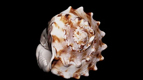 Seashell Isolated on Black Background, Warm Light – Close-up, Detail Stock Footage 86511874