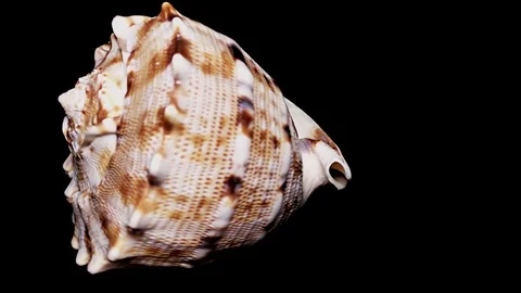 Seashell Isolated on Black Background, Warm Light – Close-up, Detail Stock Footage 86511896