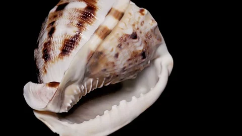 Seashell Isolated on Black Background, Warm Light – Close-up, Detail Stock Footage 86511990
