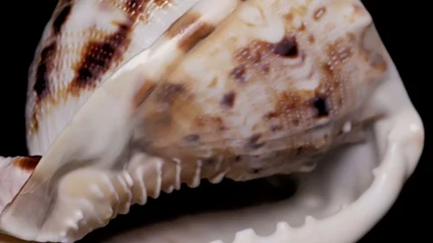 Seashell Isolated on Black Background, Warm Light – Close-up, Detail Stock Footage 86512026