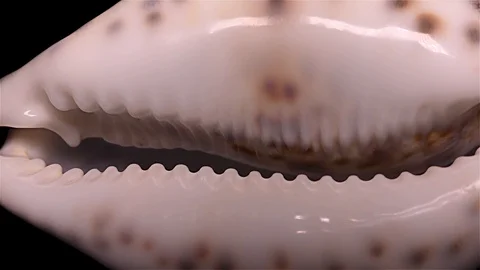 Seashell Isolated on Black Background, Warm Light – Close-up, Detail Stock Footage 87319925