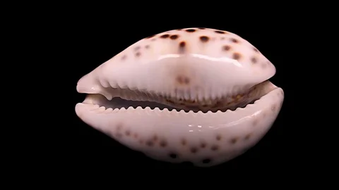 Seashell Isolated on Black Background, Warm Light – Close-up, Detail Stock Footage 87319938