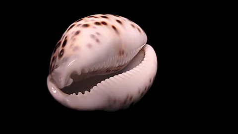 Seashell Isolated on Black Background, Warm Light – Close-up, Detail Stock Footage 87319971