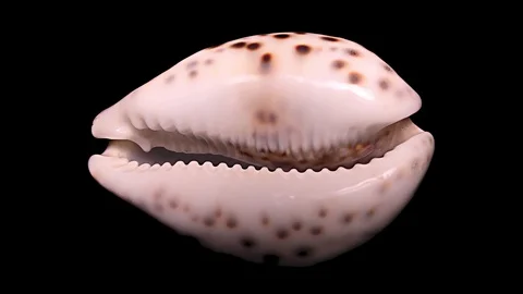 Seashell Isolated on Black Background, Warm Light – Close-up, Detail Stock Footage 87325540