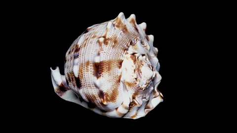 Seashell Isolated on Black Background, White Light – Close-up, Detail Stock Footage 86702253