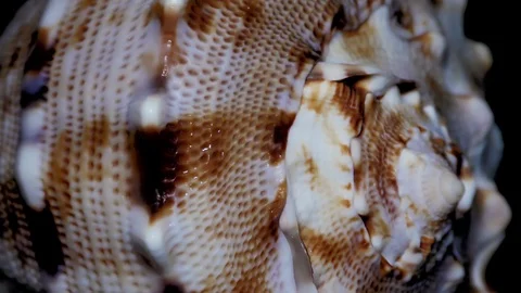 Seashell Isolated on Black Background, White Light – Close-up, Detail Stock Footage 86702368