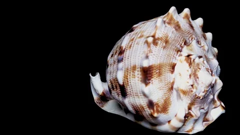 Seashell Isolated on Black Background, White Light – Close-up, Detail Stock Footage 86702413
