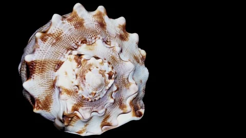 Seashell Isolated on Black Background, White Light – Close-up, Detail Stock Footage 86702467