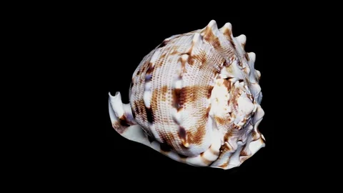 Seashell Isolated on Black Background, White Light – Close-up, Detail Stock Footage 86702592