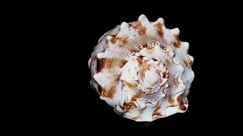 Seashell Isolated on Black Background, White Light – Close-up, Detail Stock Footage 86702594