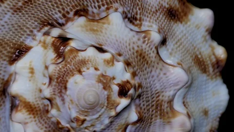 Seashell Isolated on Black Background, White Light – Close-up, Detail Stock Footage 86702731