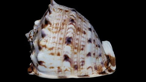 Seashell Isolated on Black Background, White Light – Close-up, Detail Stock Footage 86702812