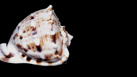 Seashell Isolated on Black Background, White Light – Close-up, Detail Stock Footage 86702945