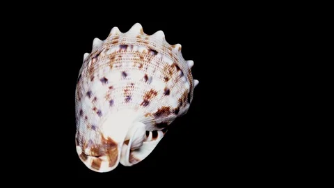 Seashell Isolated on Black Background, White Light – Close-up, Detail Stock Footage 86702991