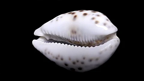 Seashell Isolated on Black Background, White Light – Close-up, Detail Stock Footage 87320043