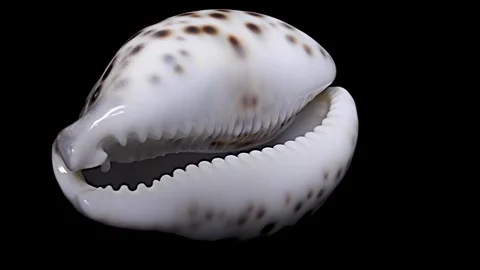 Seashell Isolated on Black Background, White Light – Close-up, Detail Stock Footage 87320076