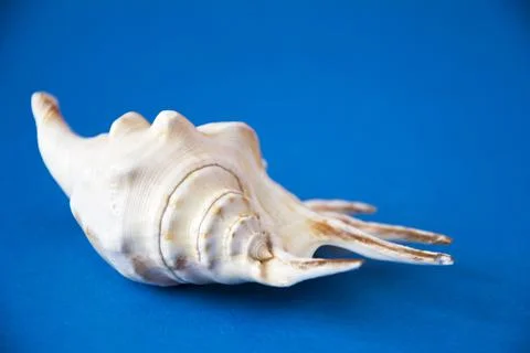 Seashell isolated on a blue background. Sea Snail Shell Stock Photos