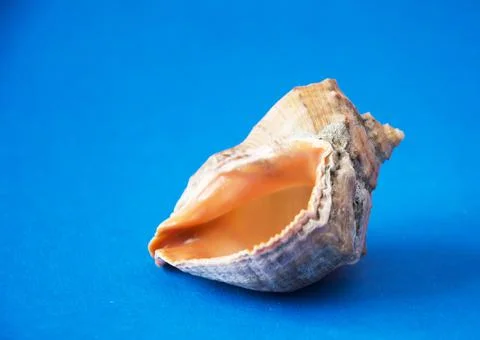 Seashell isolated on a blue background. Sea Snail Shell Stock Photos