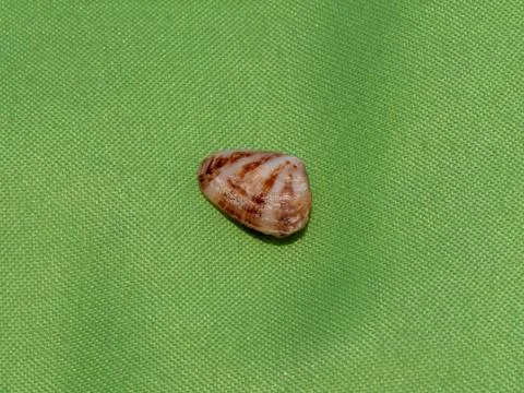 Seashell isolated on a green background. Stock Photos