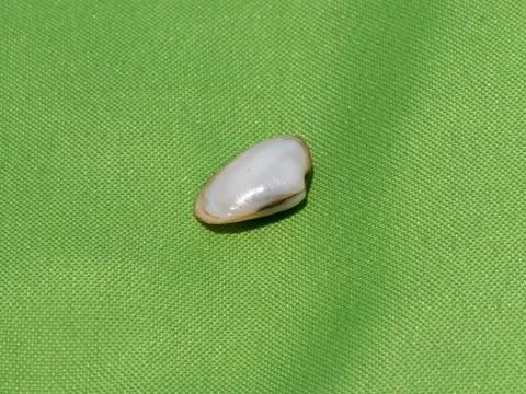Seashell isolated on a green background. Foto stock