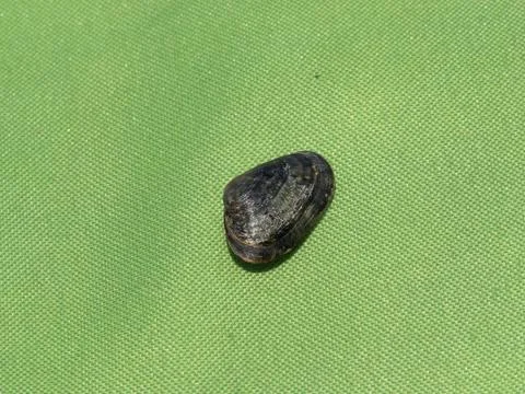 Seashell isolated on a green background. Stock Photos