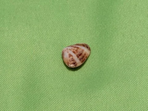 Seashell isolated on a green background. Stock Photos