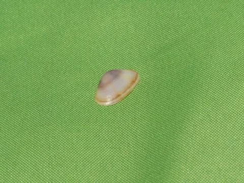 Seashell isolated on a green background. Stock Photos