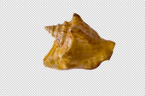 Seashell. Isolated image Stock Photos