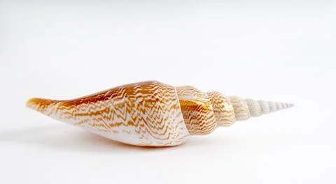 Seashell Isolated Object Stock Photos
