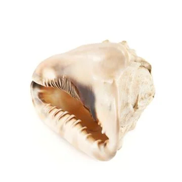 Seashell isolated over the white Stock Photos
