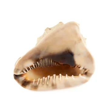 Seashell isolated over the white Stock Photos