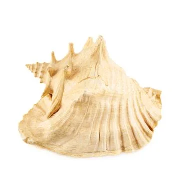 Seashell isolated over the white Stock Photos