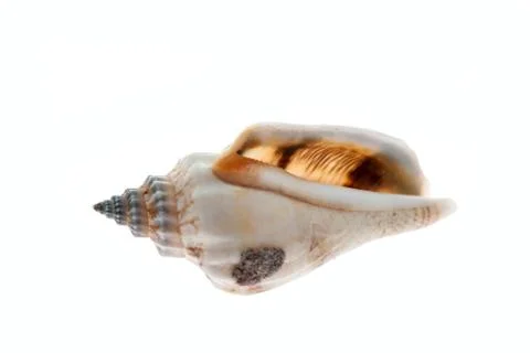 Seashell isolated. Stock Photos