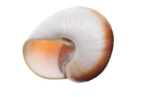 Seashell isolated Stock Photos