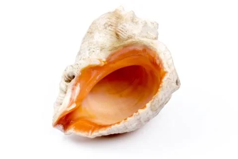 Seashell isolated on  white background. Background for design Foto stock