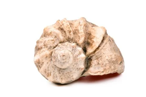 Seashell isolated on  white background. Background for design Stock Photos