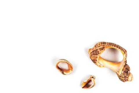 Seashell isolated on  white background. Background for design Foto stock