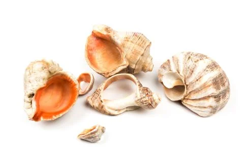 Seashell isolated on  white background. Background for design Stock Photos
