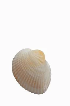 Seashell, isolated on white background, close-up Stock Photos