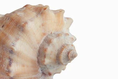 Seashell, isolated on white background, close-up Stock Photos